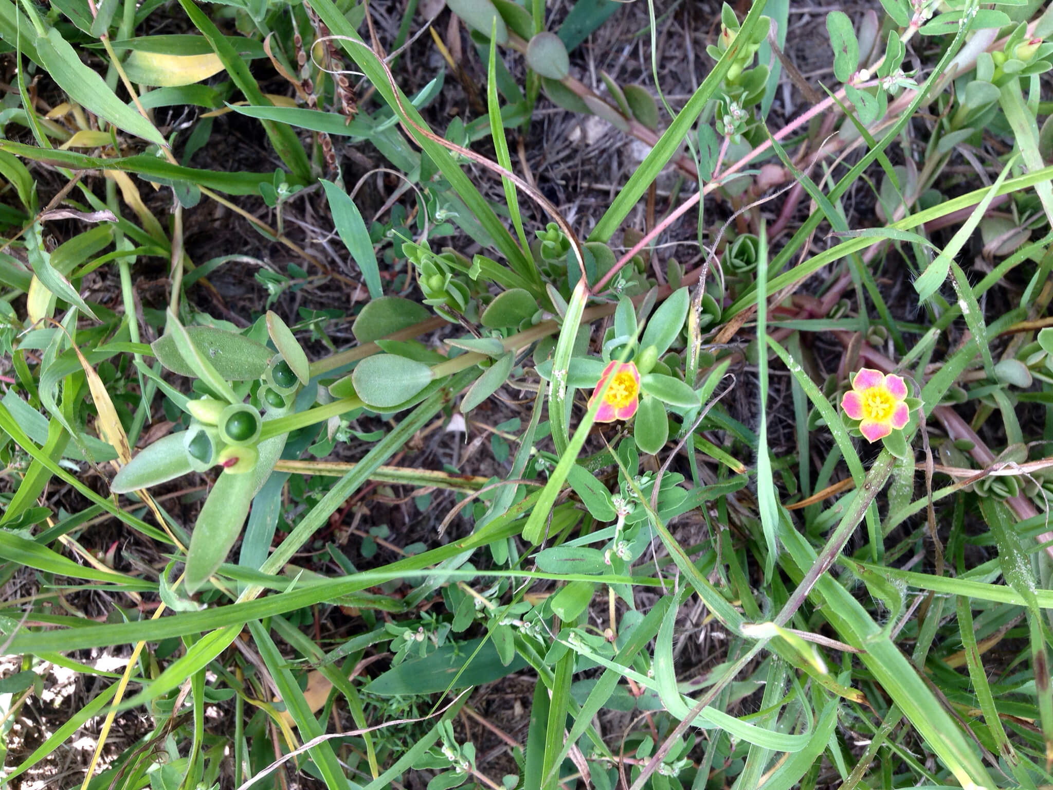 Portulaca umbraticola